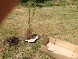 A first layer of mulch, cardboard