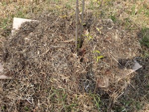 Cover up the cardboard with grass in this sheetmulch
